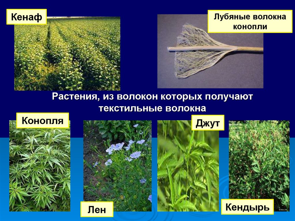 Из какого растения получают ингредиент филобиома актив. Джут кенаф. Кенаф волокно. Кенаф волокнистые растения. Растительные лубяные волокна.