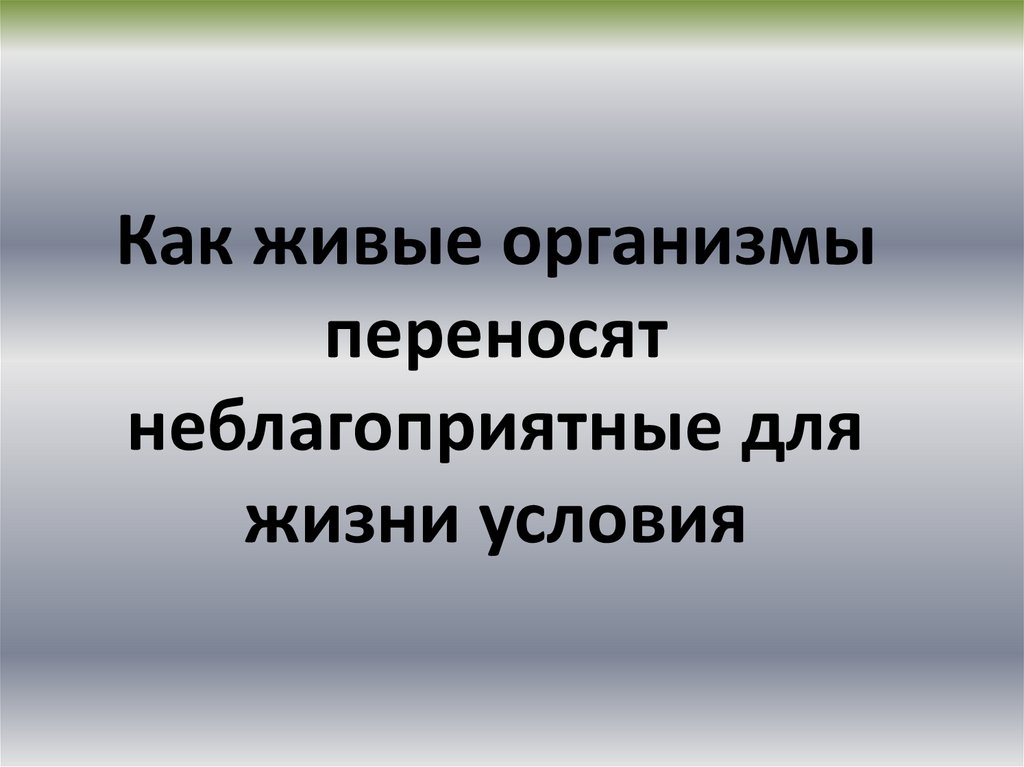 Какие приспособления помогают животным переносить жару