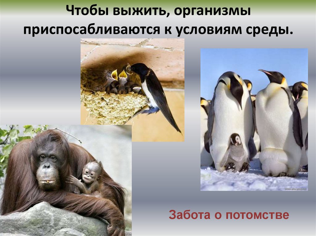 Чтобы выжить, организмы приспосабливаются к условиям среды.