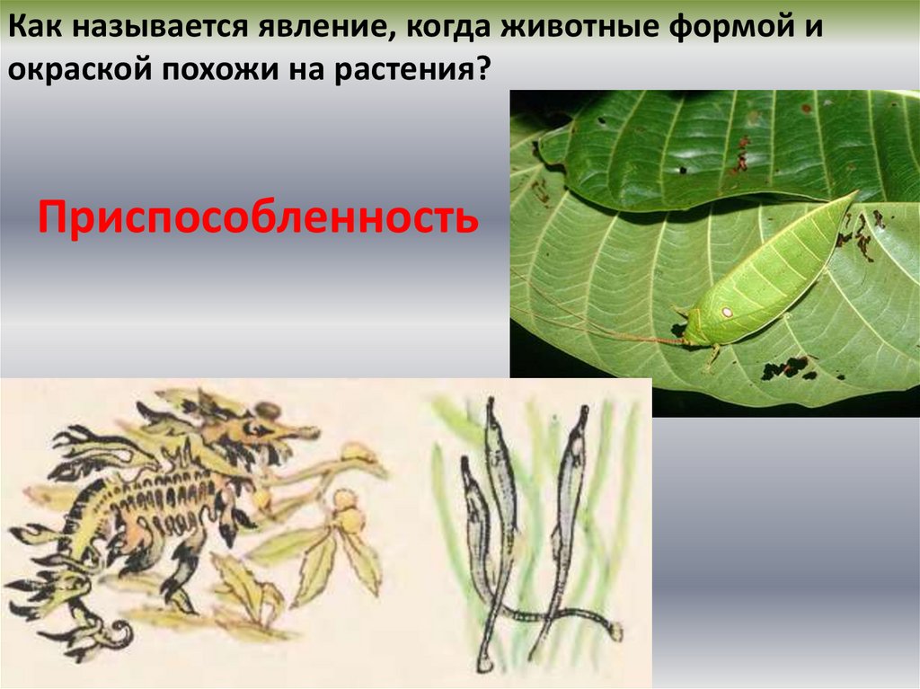 Приспособленность