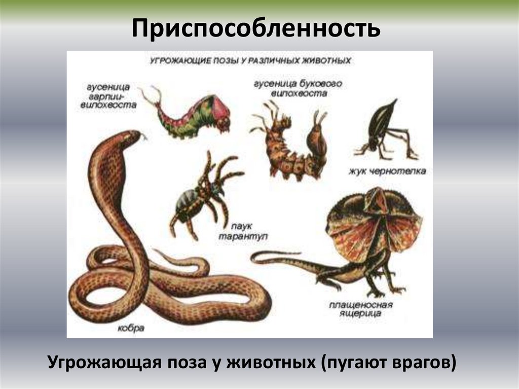 Нарисуй и назови специальные приспособления у живых организмов 1 органы защиты
