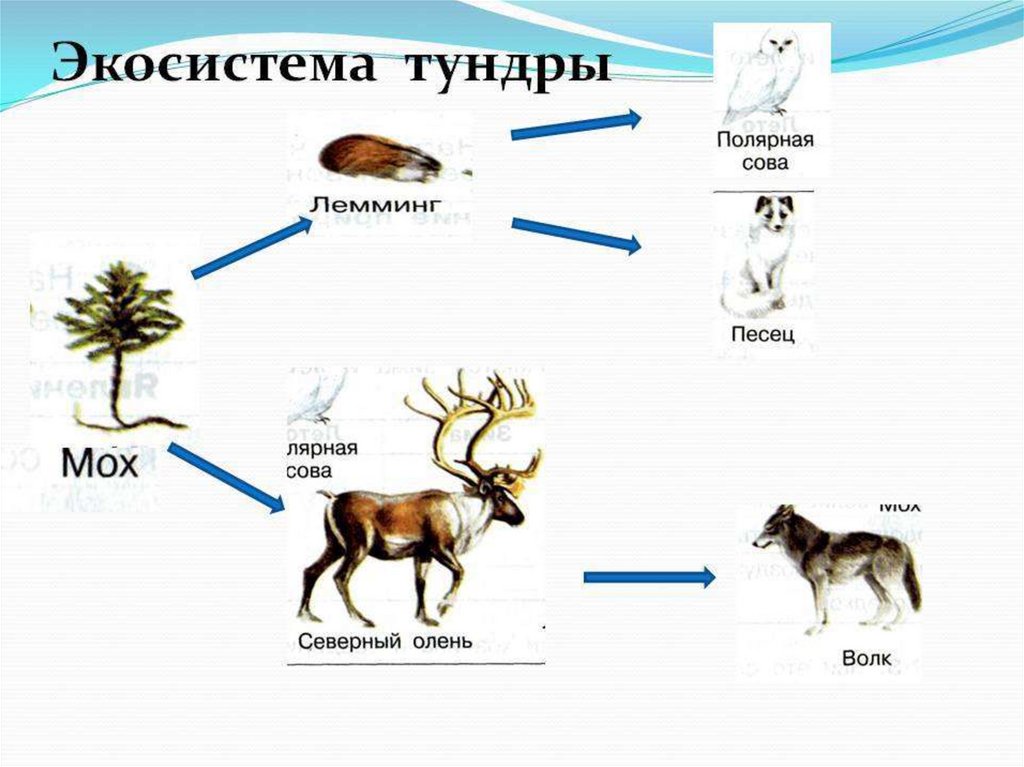 Внимательно посмотрите на рисунки живых организмов отметьте кто является лишним в тундре горилла