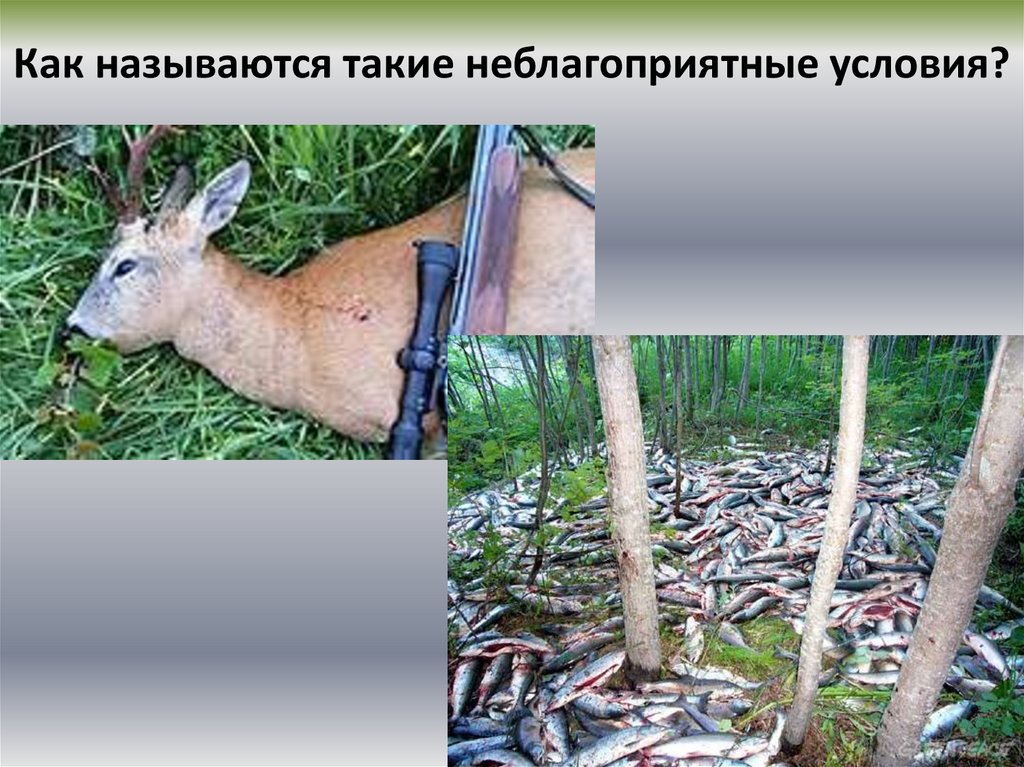 Как называются такие неблагоприятные условия?