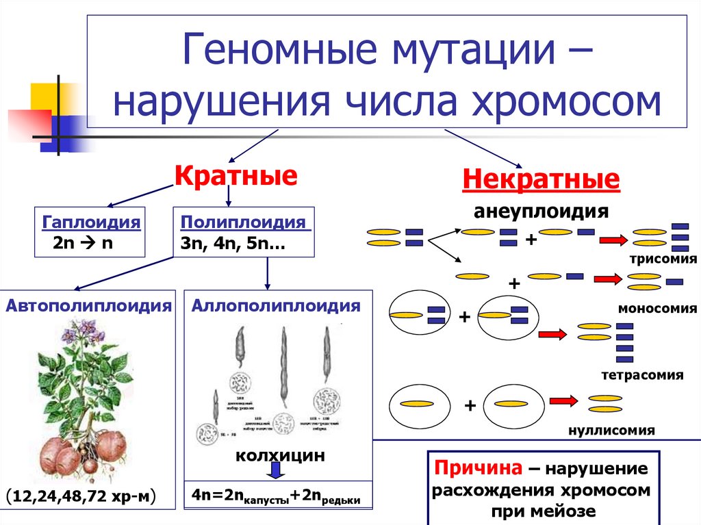 Изменение числа хромосом кратное гаплоидному набору. Геномные мутации схема. Генные хромосомные и геномные мутации примеры. Классификация мутаций. Генные, хромосомные и геномные мутации.. Классификация мутаций генные хромосомные геномные.