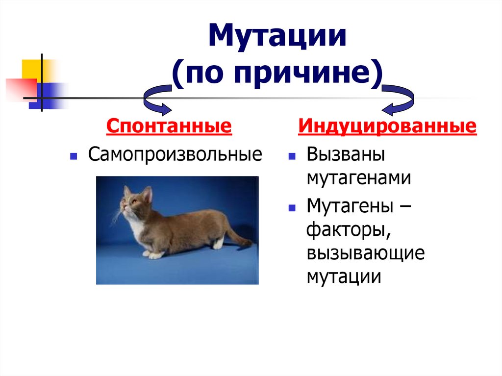 Естественные мутации. Индуцированные мутации примеры. Спонтанные и индуцированные мутации примеры. Индуцированные причины мутации. Факторы вызывающие спонтанные мутации.