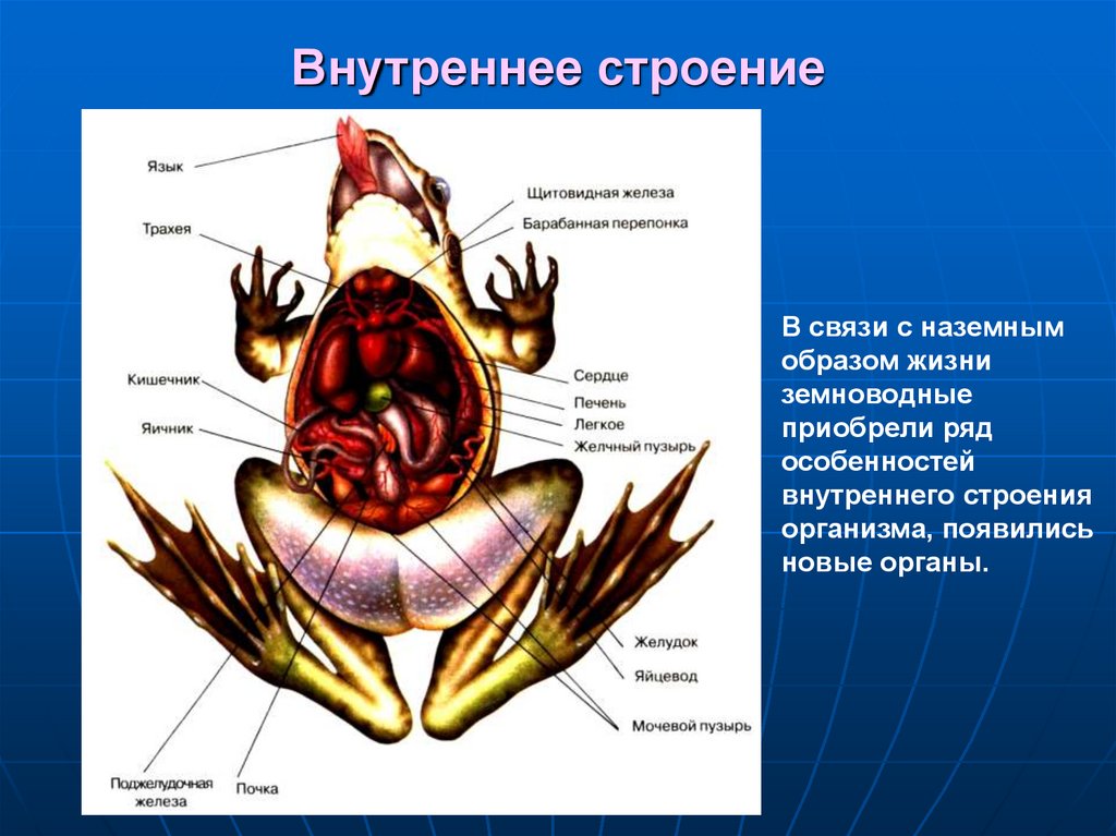 Презентация класс земноводные пасечник 7 класс