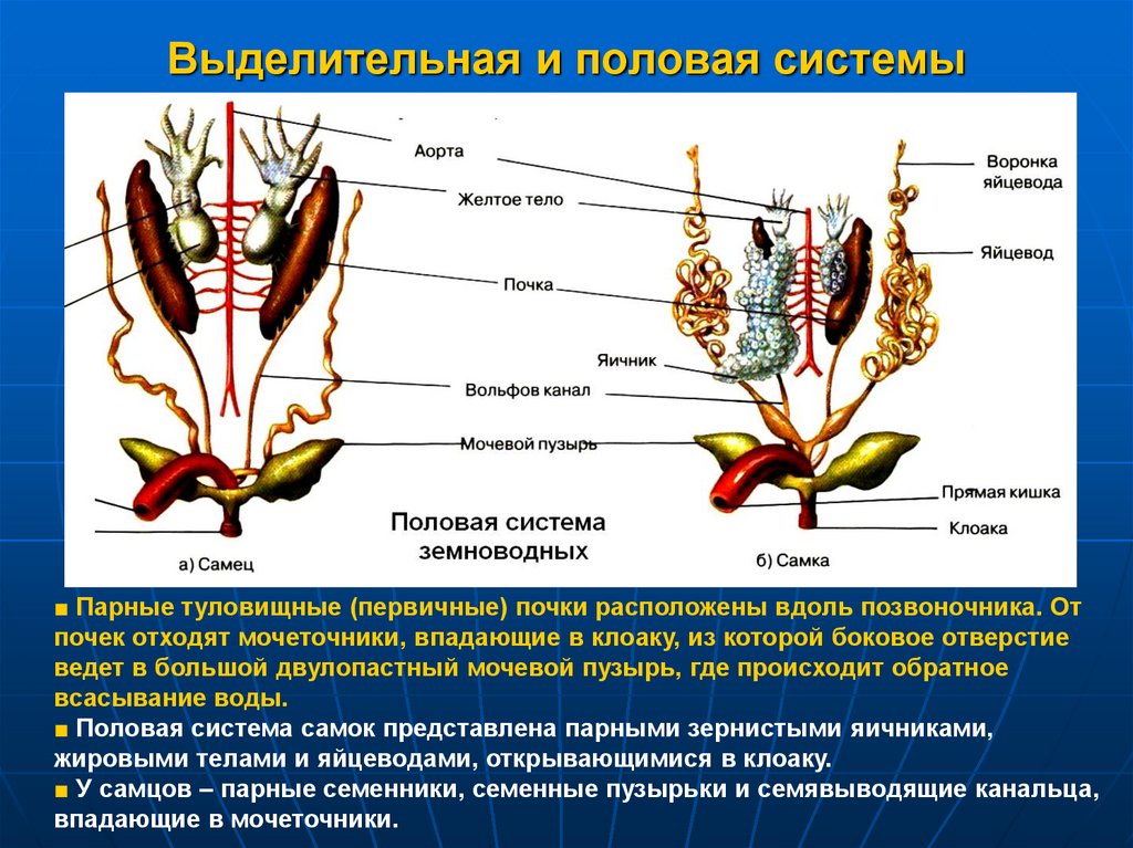 Функции выделительной системы млекопитающих. Класс земноводные выделительная система. Схема строения выделительной системы земноводных. Эволюция выделительной системы земноводных. Органы выделительной системы лягушки.