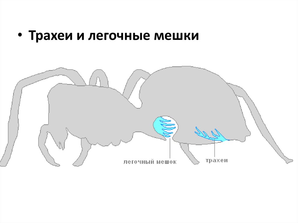 Органы дыхания паукообразных. Дыхательная система паукообразных схема. Строение дыхательной системы паукообразных. Дыхательная система паука крестовика. Дыхательная система паука схема.