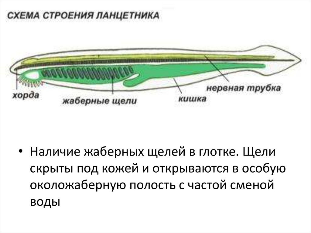 Схема внутреннего строения ланцетника