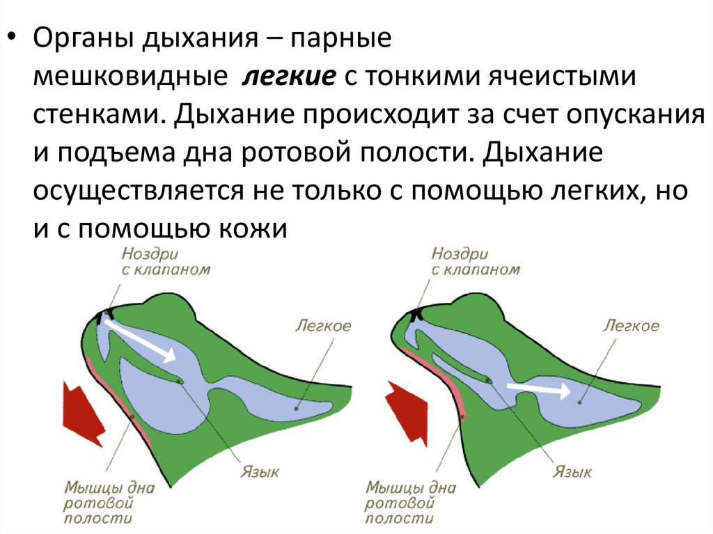 Кожное дыхание органы