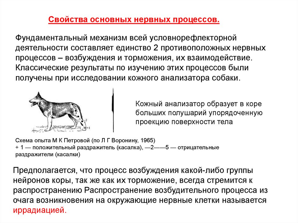 Примеры условных рефлексов у млекопитающих