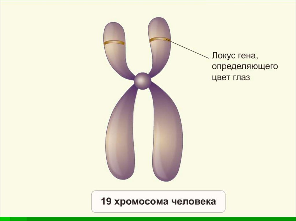 Местоположение гена в хромосоме. Строение хромосомы Локус. Локусы гомологичных хромосом. Аллельные гены Локус. Ген хромосома Локус.
