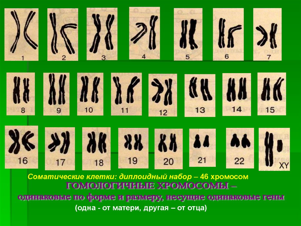 В половых клетках любого организма набор хромосом. Диплоидный набор хромосом человека. Гаплоидный и диплоидный набор хромосом. Хромосомный набор соматических клеток человека. Гаплоидный набор хромосом человека.