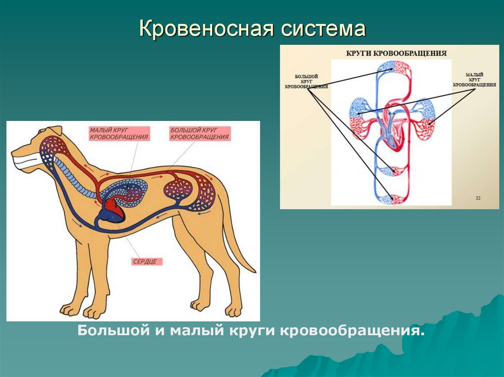 План внутреннее строение млекопитающих