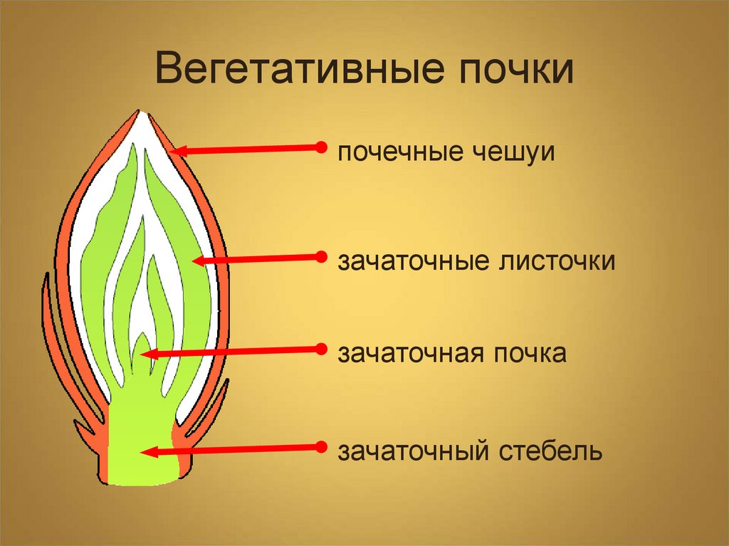 Какая почка изображена на рисунке