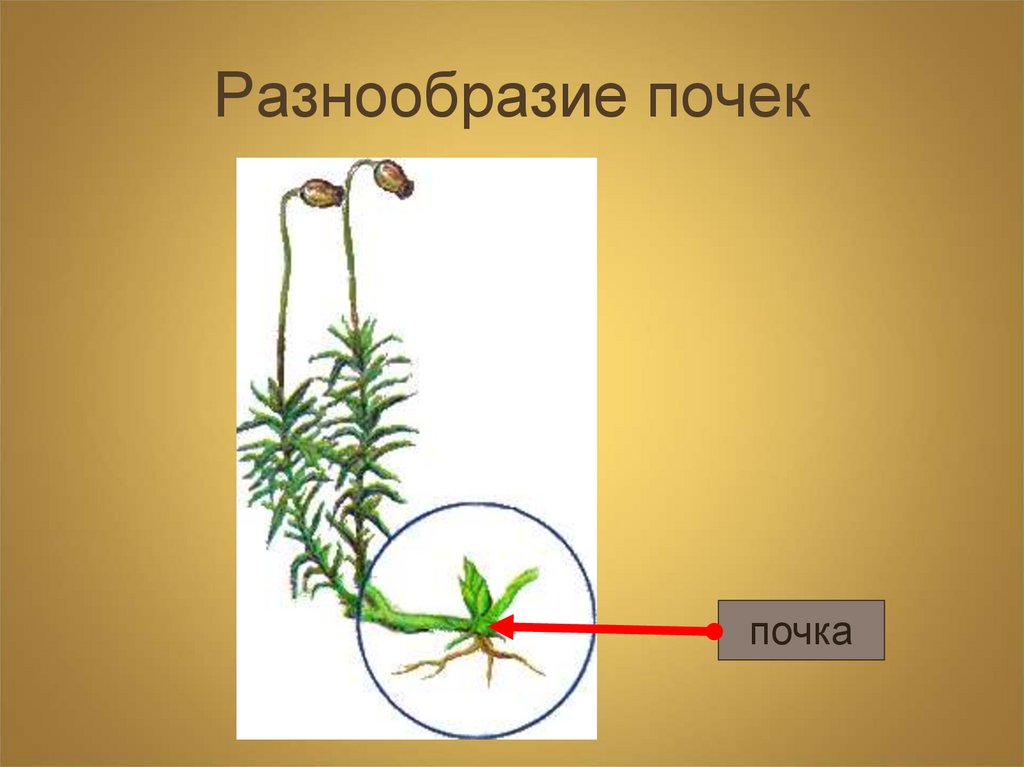 Разнообразие почек. Многообразие почки. Открытые и закрытые почки. . Разнообразие почек виды. Разнообразие почек 5 класс.