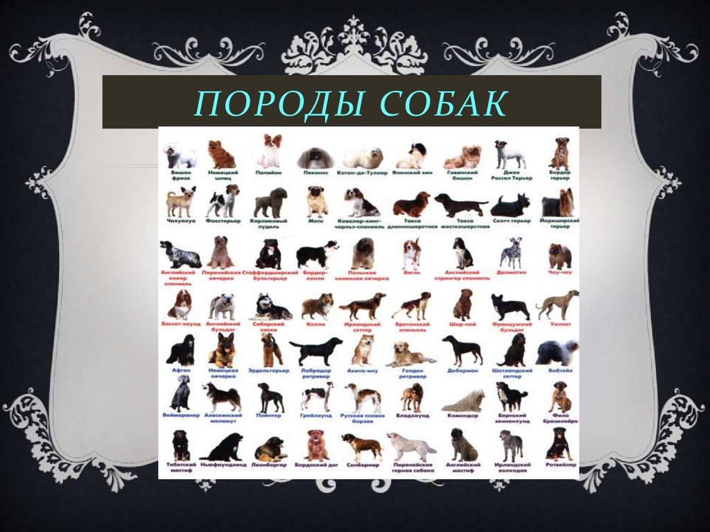 Породы собак