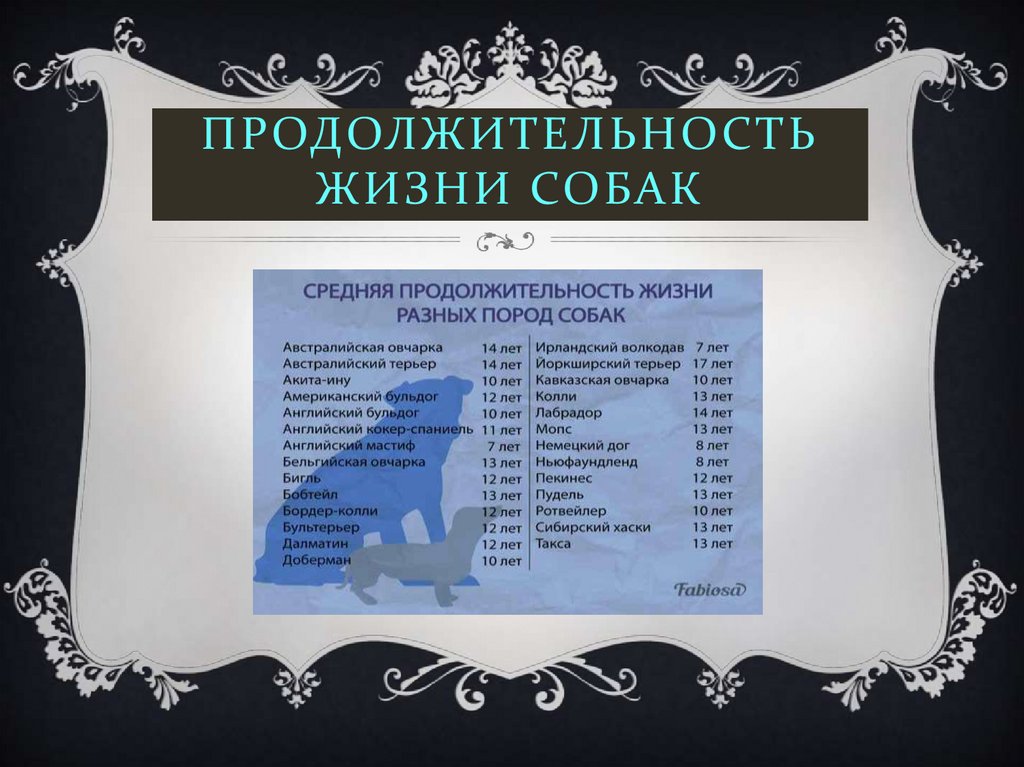 ПРОДОЛЖИТЕЛЬНОСТЬ ЖИЗНИ СОБАК