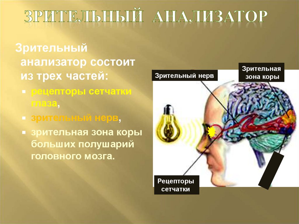 Из каких частей состоит анализатор 8 класс. Зрительный анализатор в мозге. Зрительный анализатор состоит.