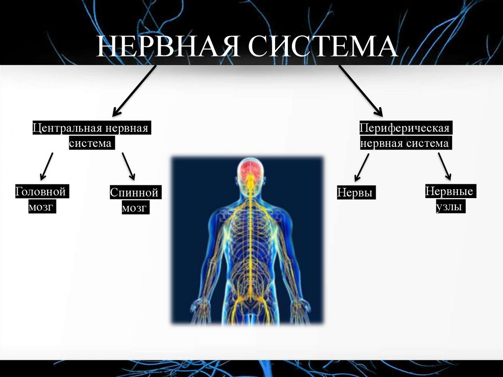 НЕРВНАЯ СИСТЕМА