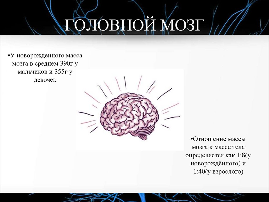 ГОЛОВНОЙ МОЗГ