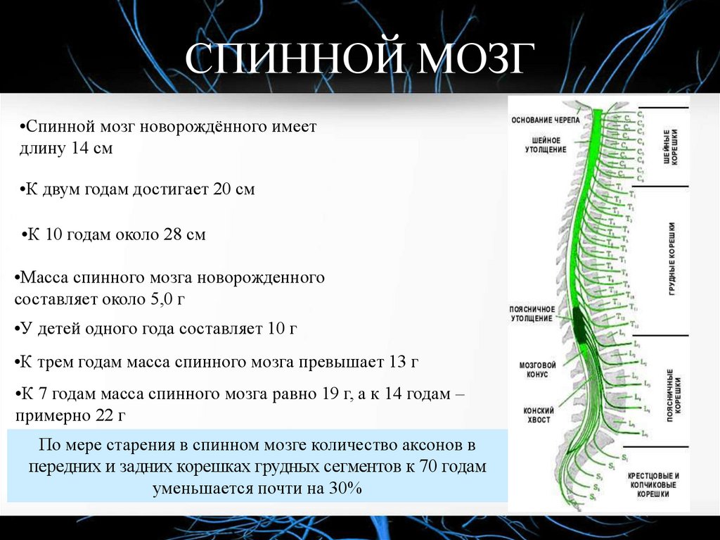 СПИННОЙ МОЗГ