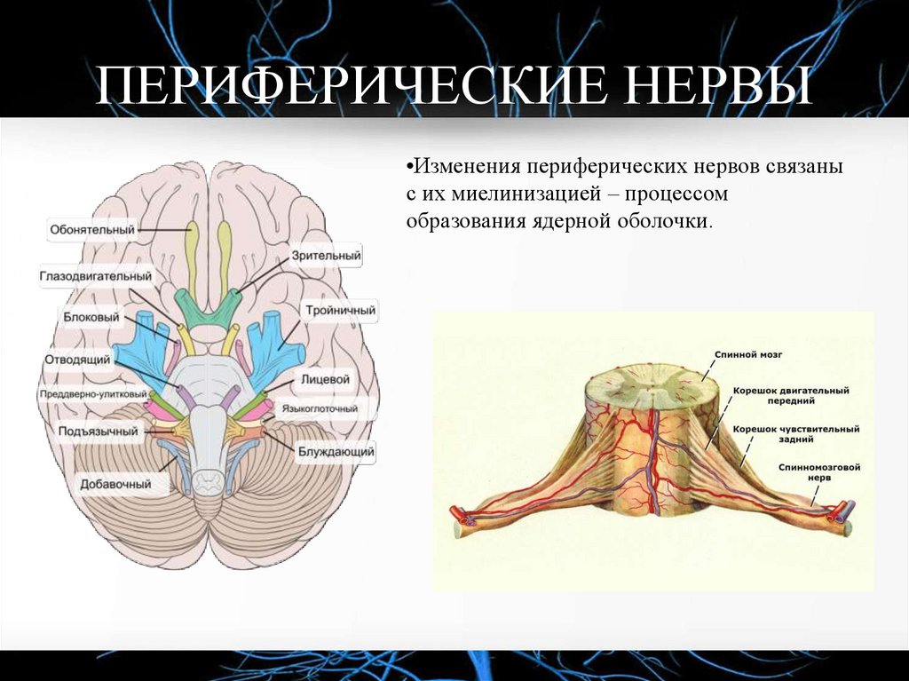 ПЕРИФЕРИЧЕСКИЕ НЕРВЫ