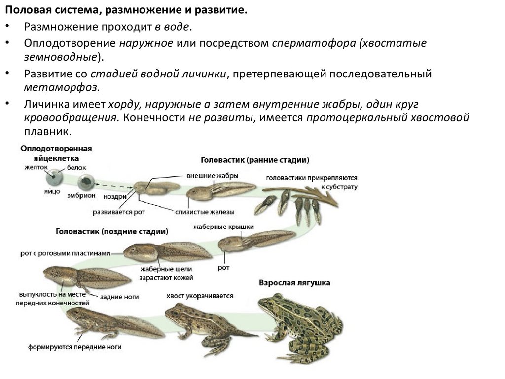 Описание класса земноводные