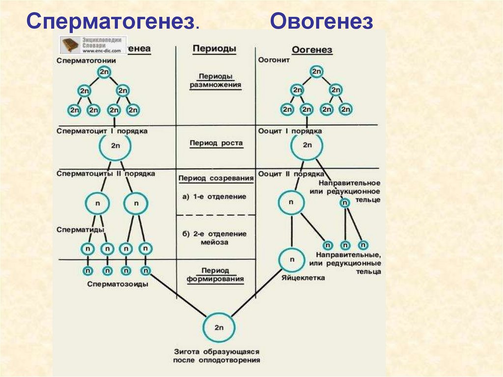 Различия в строении половых клеток. Схема образования сперматогенез и овогенез. Этапы сперматогенеза схема. Схема процесса сперматогенеза. Схема сперматогенеза в период размножения.