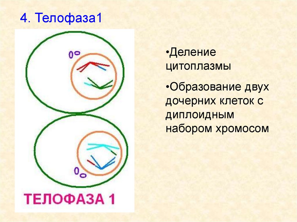 В результате деления образуются 4 дочерние клетки. Телофаза мейоза 1. Мейоз 2 телофаза 2. Мейоз 1 телофаза 1. Телофаза 2 мейоза рисунок.
