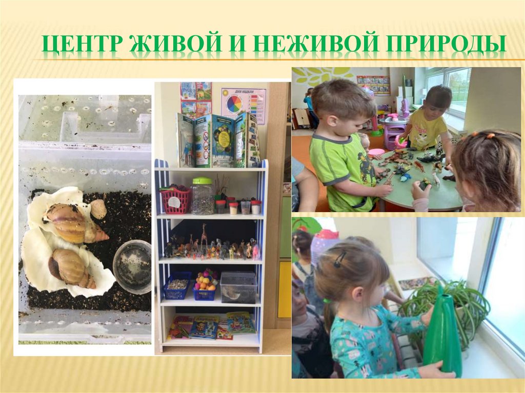Центр живой и неживой природы
