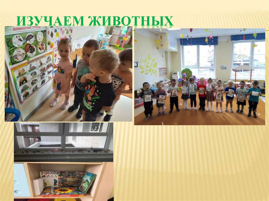 Изучаем животных