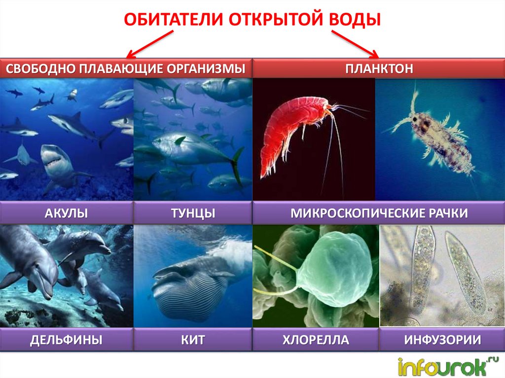 Какие организмы живут в аквариуме 5 класс