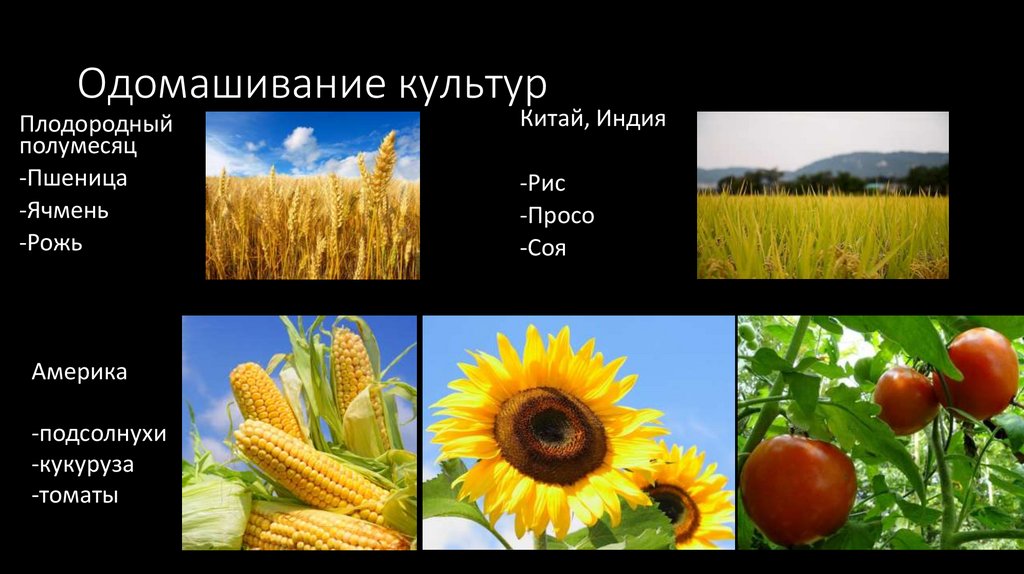 Одомашивание культур