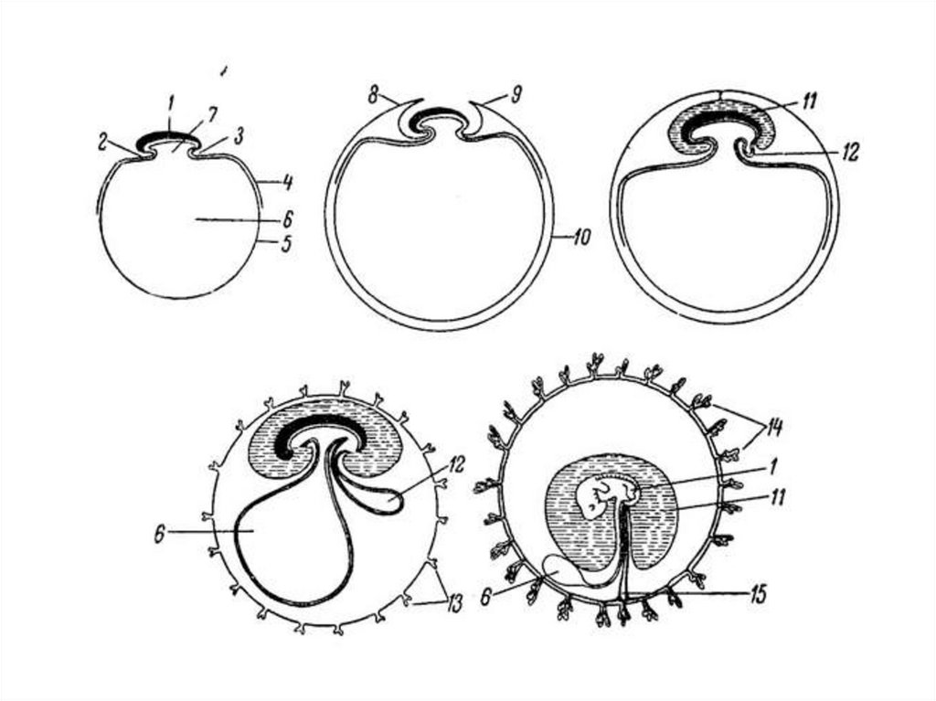 Рисунок зародыша. Схема развития плодного яйца. Развитие плодных оболочек временных органов обмена 5-7 сутки. Развитие зародышевых оболочек. Формирование плодных оболочек схема.