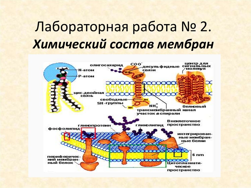 Химический состав и структура. Химический состав клеточной мембраны. Химический состав организация клеточной мембраны. Химический состав биологических мембран. Биологические мембраны клетки химический состав.