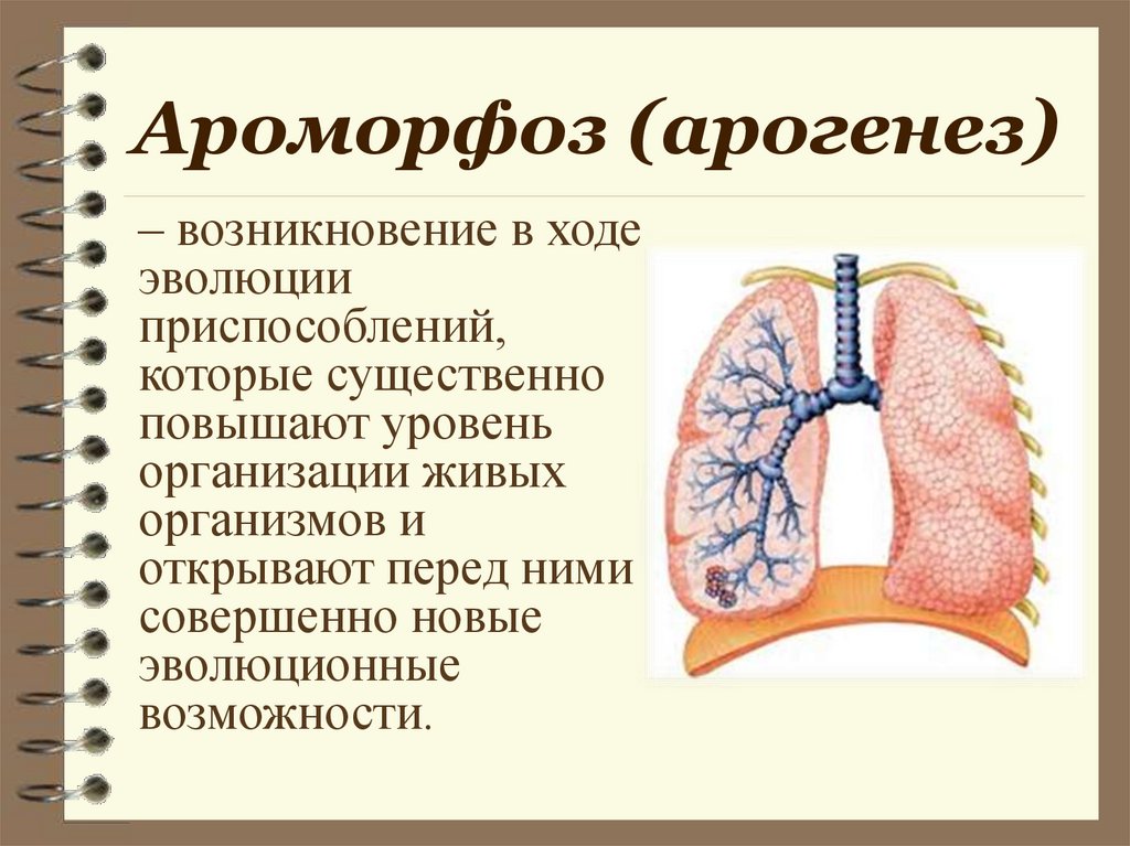 Ароморфозы дыхания