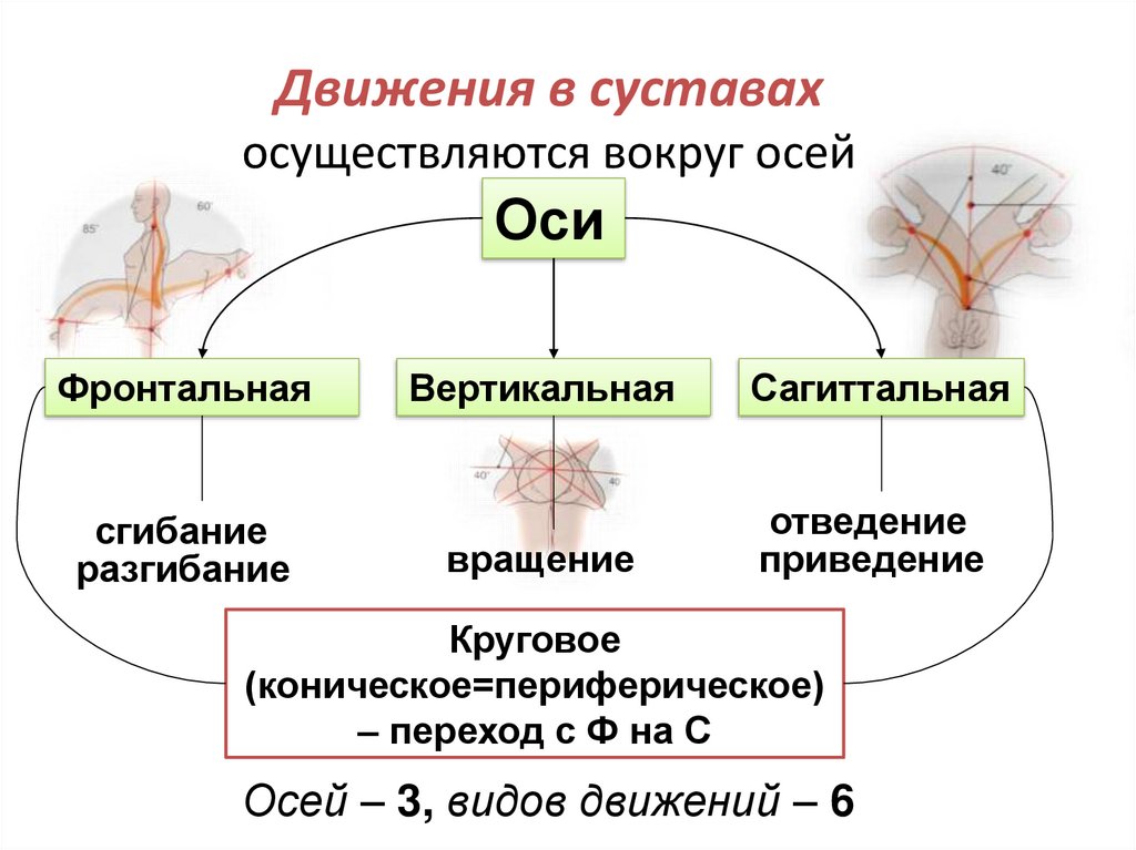 Классификация суставов схема