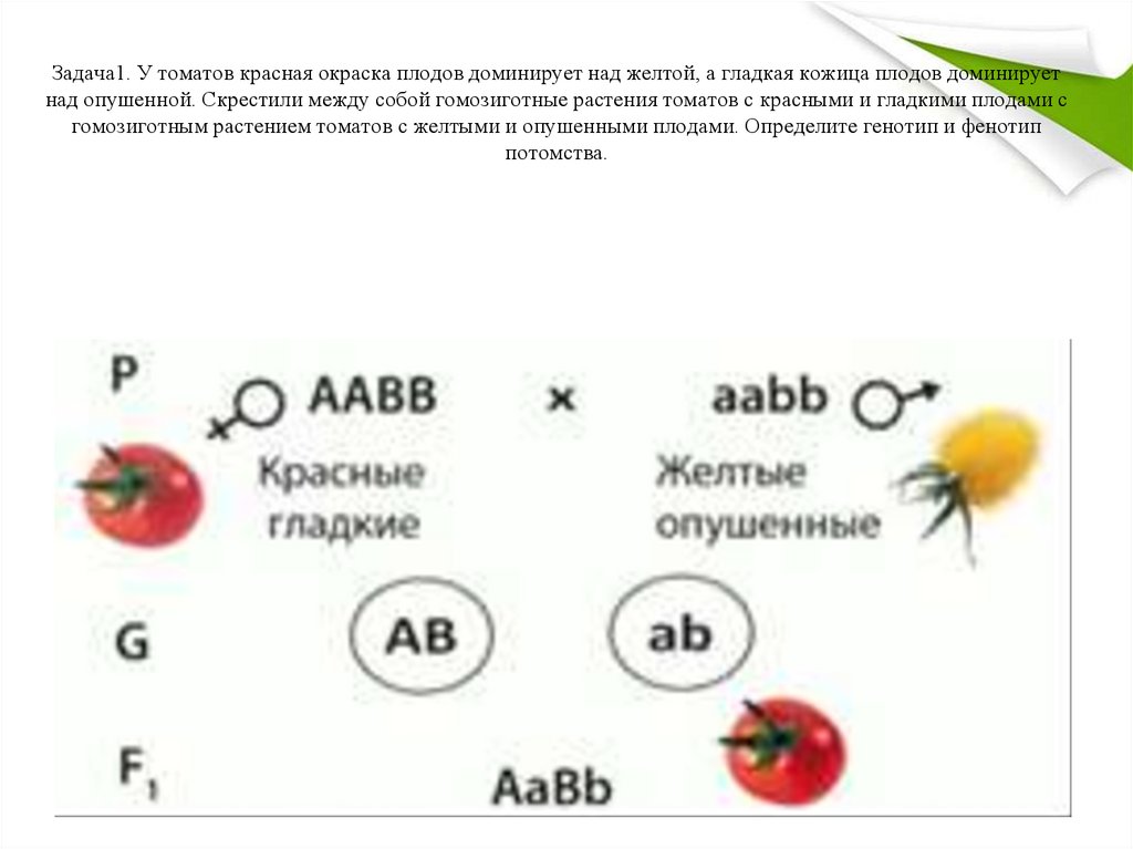 Красный помидор доминирует над желтым. Генетика задачи про томаты. Схема скрещивания красные сладкие ААВВ + желтые опушенные аабб. Группы крови задачи по генетике. Дигибридное скрещивание красные гладкие помидоры.