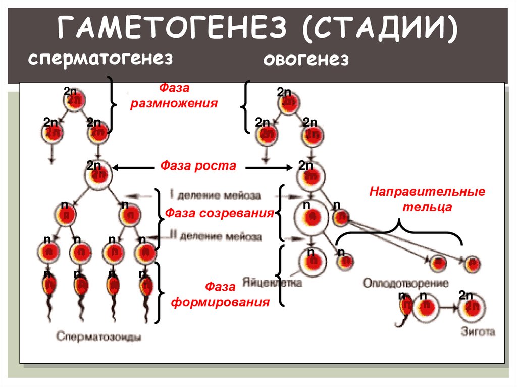 Стадия роста гаметогенеза