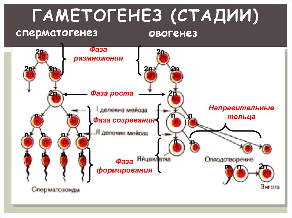 Стадии гаметогенеза