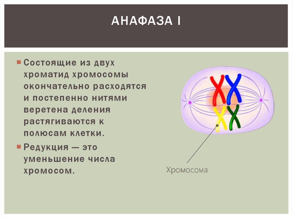 Анафаза человека