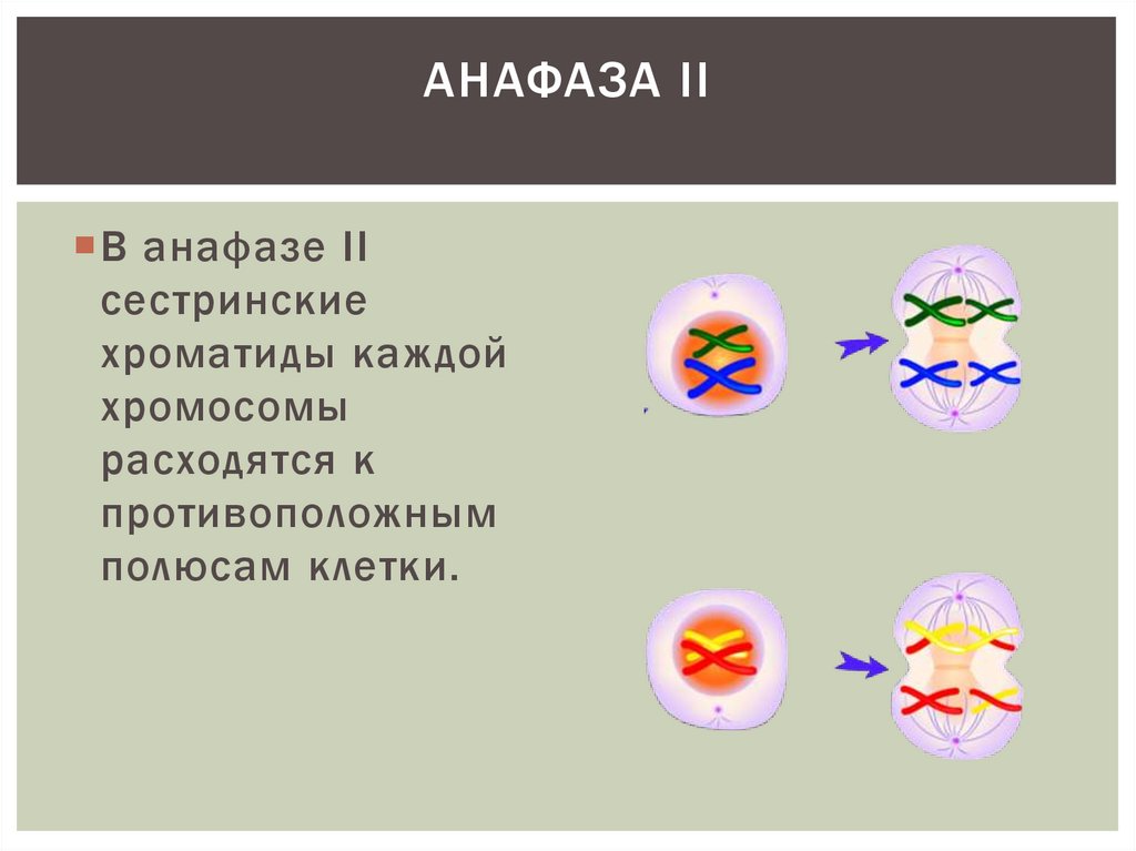 Телофаза характеристика