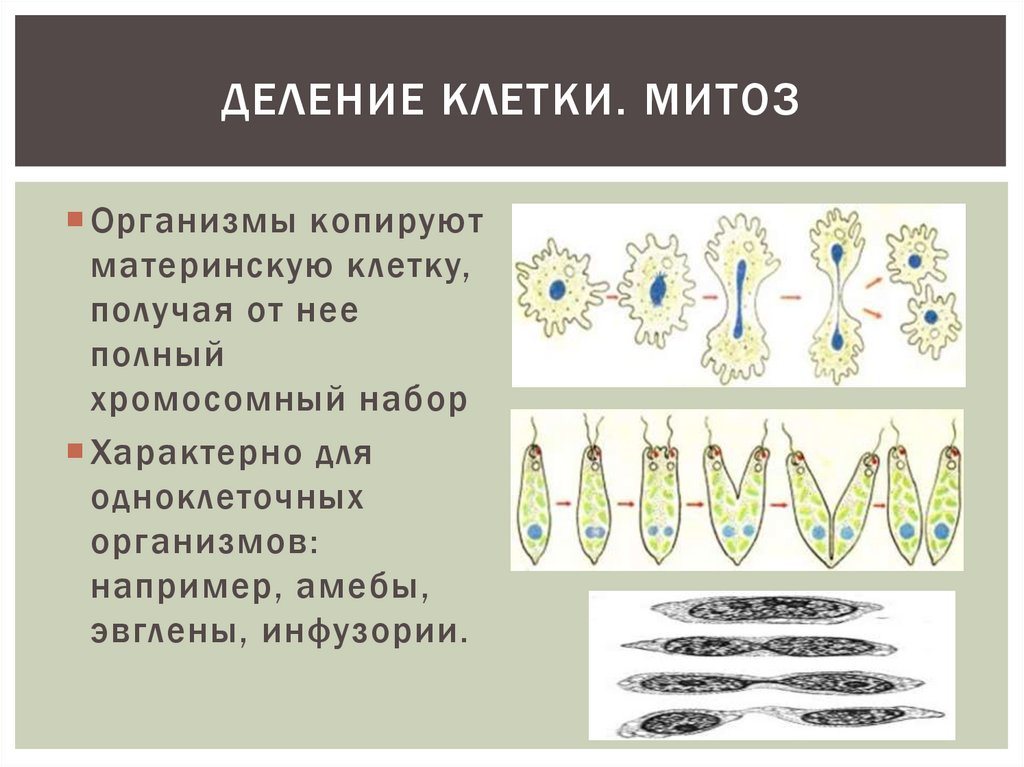 Деление клетки почкованием