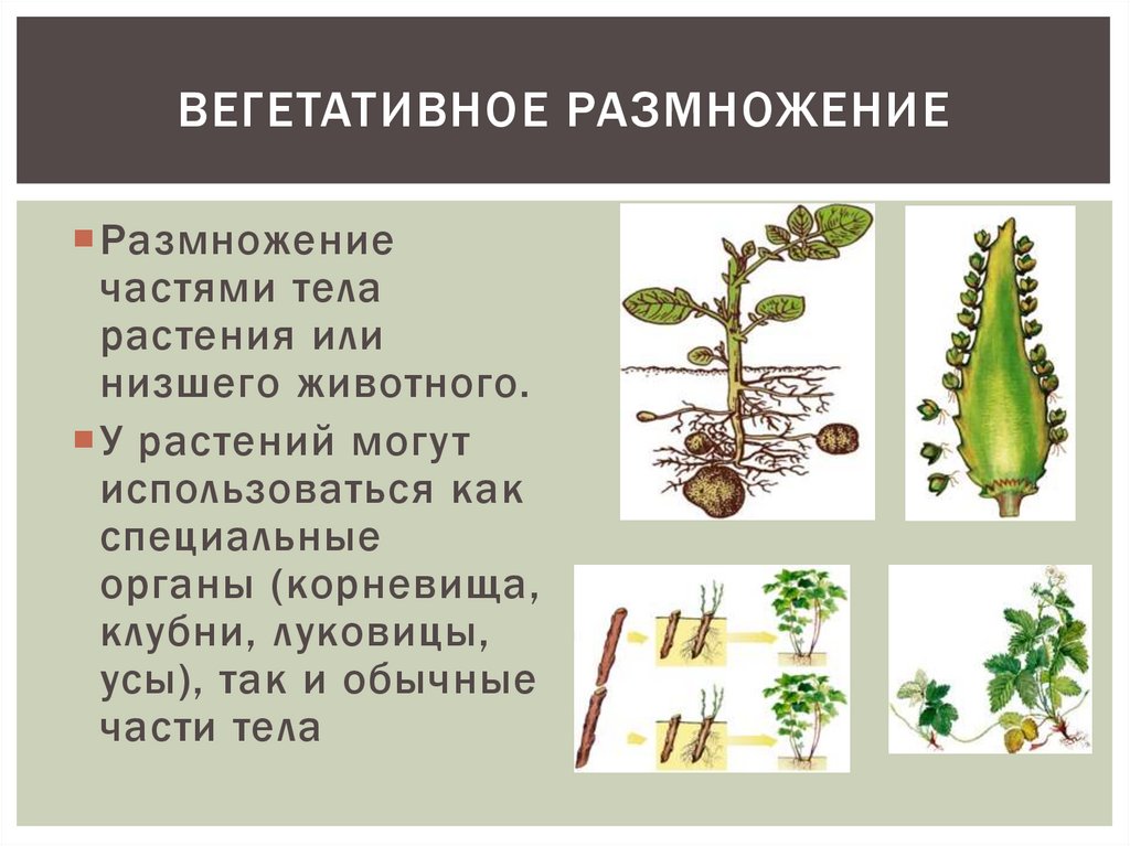 Вегетативное размножение растений тест 6 класс биология