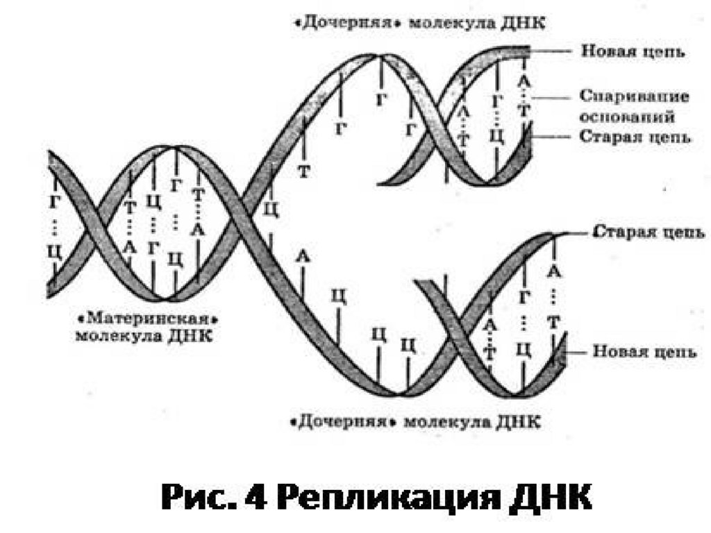 Реакции матричного синтеза схема