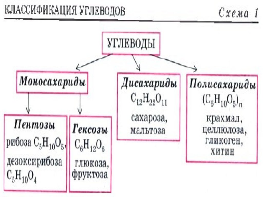 Химическая организация клетки