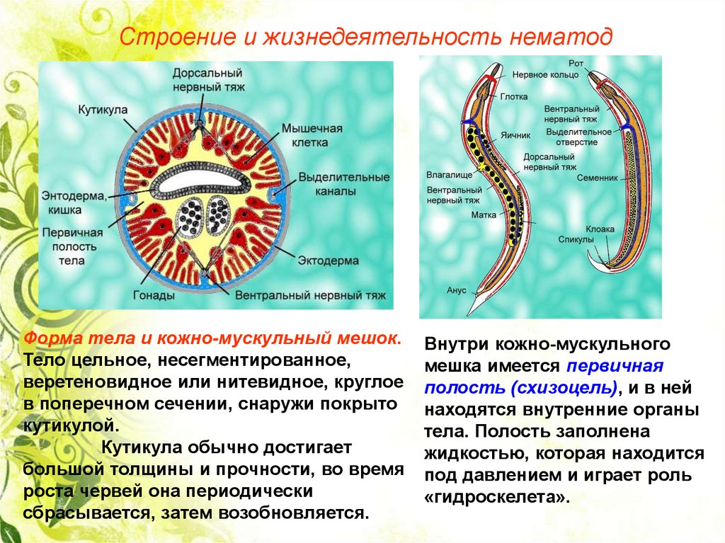 Плоские черви первичная полость тела