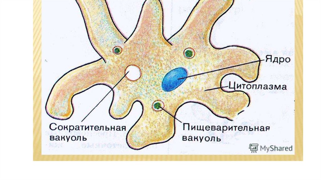 Схема строения амебы