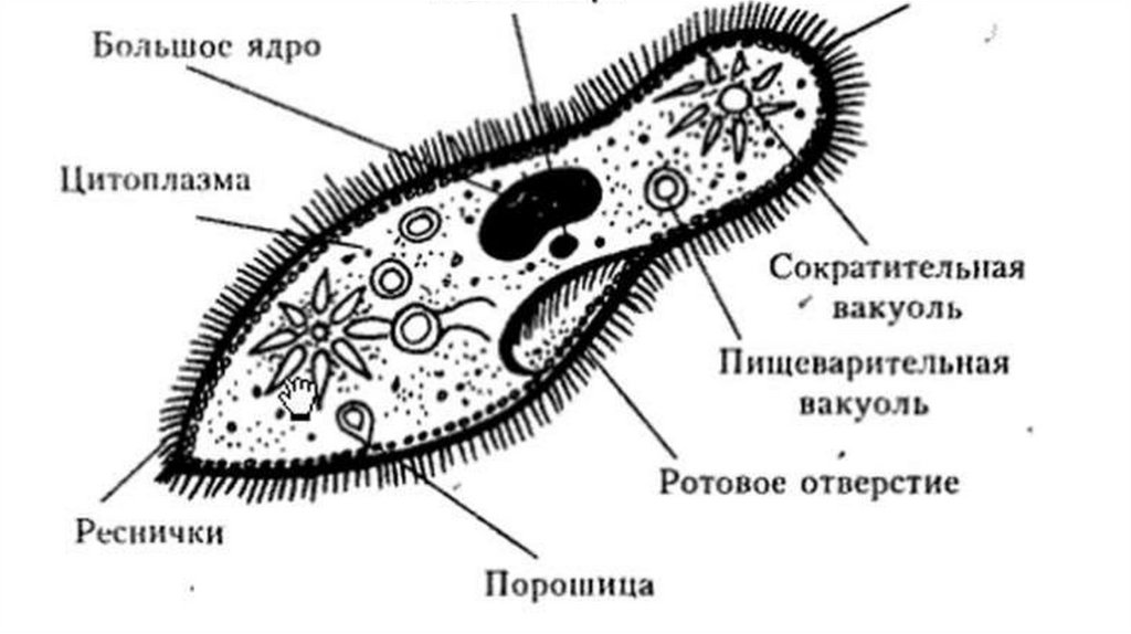 Строение инфузории туфельки рисунок с подписями